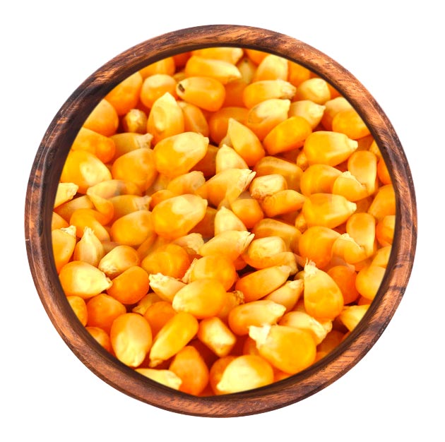 Feed Raw Materials manufacturers suppliers Maize